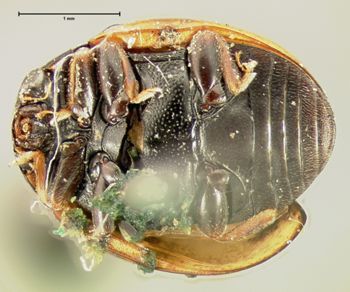 Media type: image;   Entomology 6706 Aspect: habitus ventral view